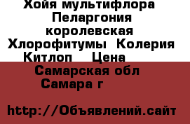 Хойя мультифлора, Пеларгония королевская, Хлорофитумы, Колерия “Китлоп“ › Цена ­ 300 - Самарская обл., Самара г.  »    